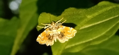 Musotima