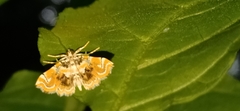 Musotima