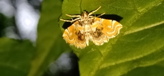 Musotima