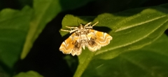 Musotima
