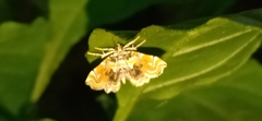Musotima