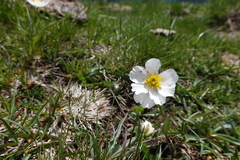 Ranunculus amplexicaulis