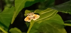 Musotima