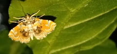 Musotima