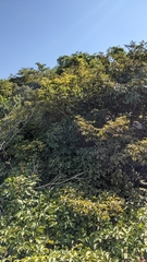 Handroanthus ochraceus