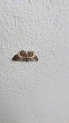 Opisthoxia