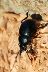 Timarcha goettingensis