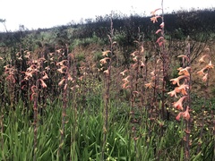 Watsonia tabularis