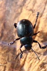 Timarcha goettingensis