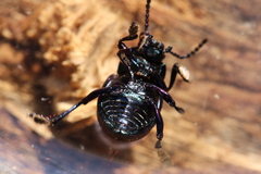 Timarcha goettingensis