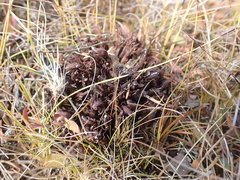 Mannagettaea hummelii