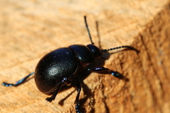 Timarcha goettingensis