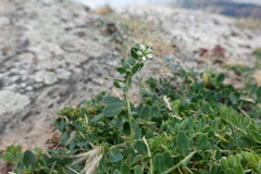 Telephium imperati
