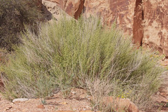 Brickellia longifolia longifolia