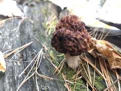Gyromitra