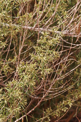 Brickellia longifolia longifolia