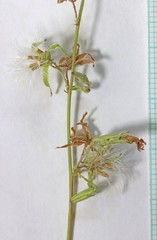 Brickellia longifolia longifolia