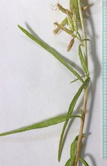 Brickellia longifolia longifolia