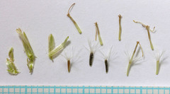 Brickellia longifolia longifolia