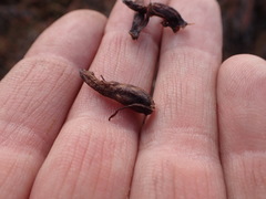 Mannagettaea hummelii