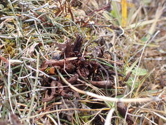 Mannagettaea hummelii