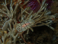 Eurylepta californica