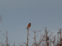 Falco tinnunculus
