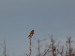 Falco tinnunculus