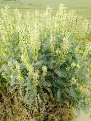 Astragalus oxyphysus