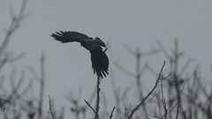Corvus cornix