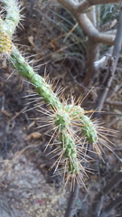 Opuntia pumila