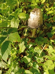 Coprinus comatus
