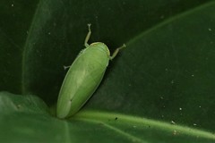 Krisna