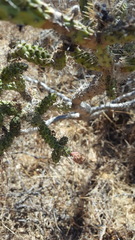 Opuntia pumila