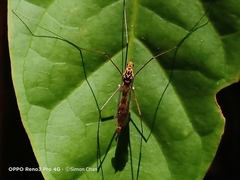 Nephrotoma australasiae