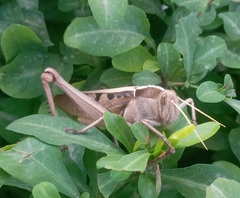 Acanthacris ruficornis