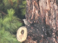 Turdus merula