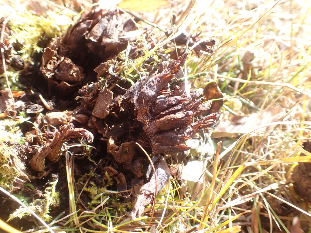 Mannagettaea
