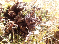 Mannagettaea hummelii