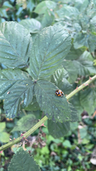 Harmonia axyridis