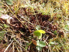 Mannagettaea hummelii