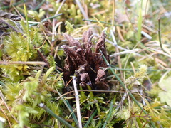 Mannagettaea hummelii