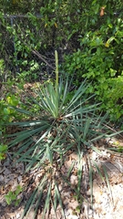 Yucca necopina
