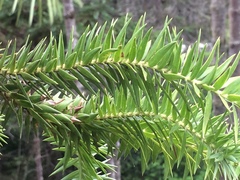 Araucaria angustifolia