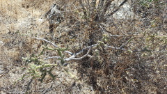 Opuntia pumila