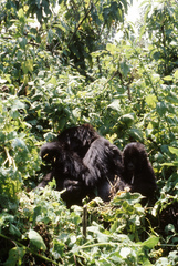 Gorilla beringei beringei