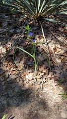 Tradescantia occidentalis