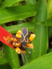 Leptoscelis conspicuus