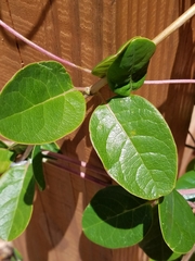 Lonicera sempervirens