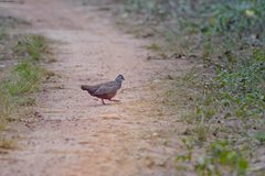 Ptilopachus petrosus